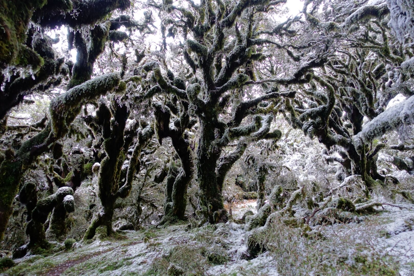 Moss-covered goblin forest in Te Urewera