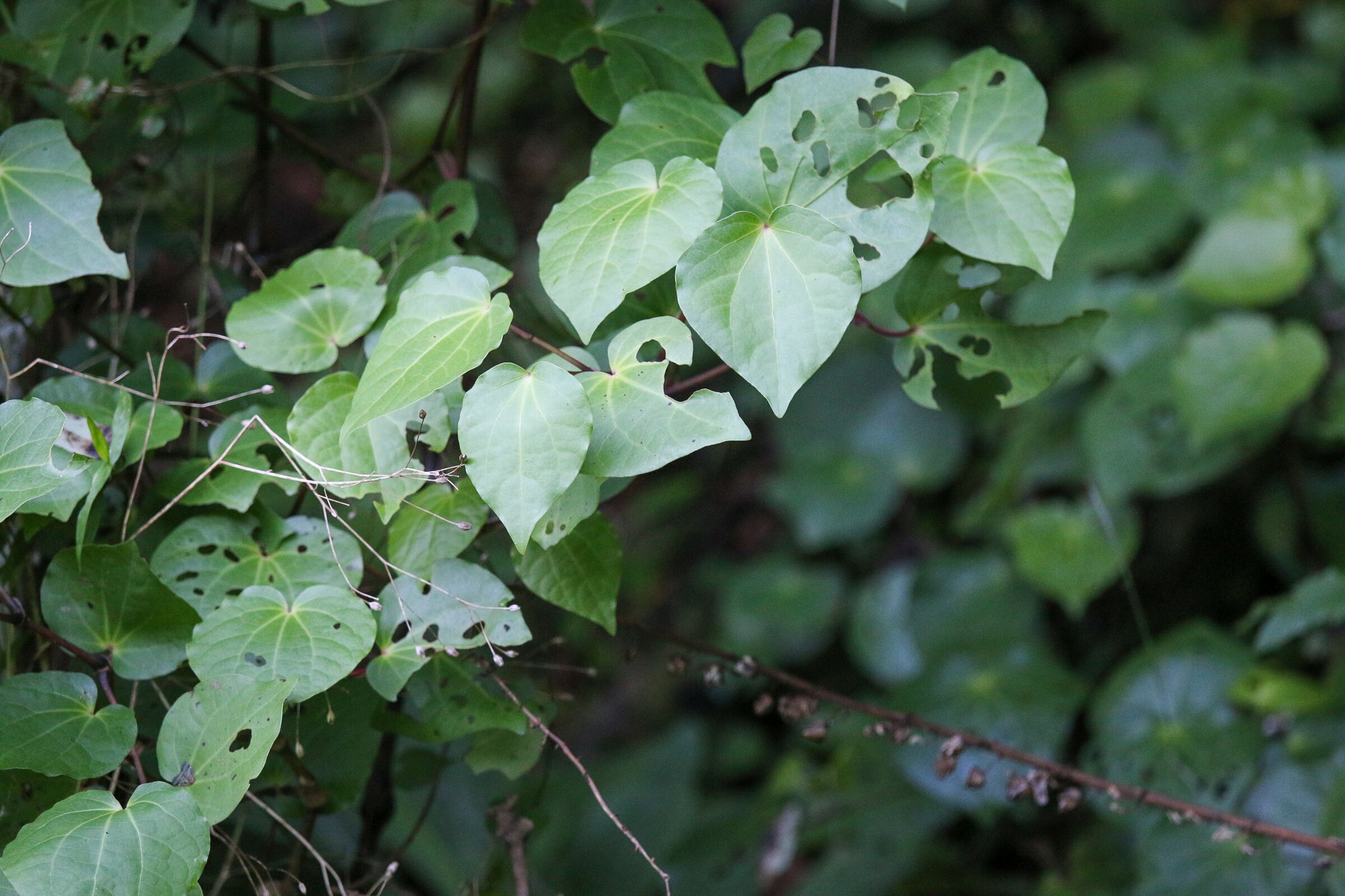 Kawakawa leaves