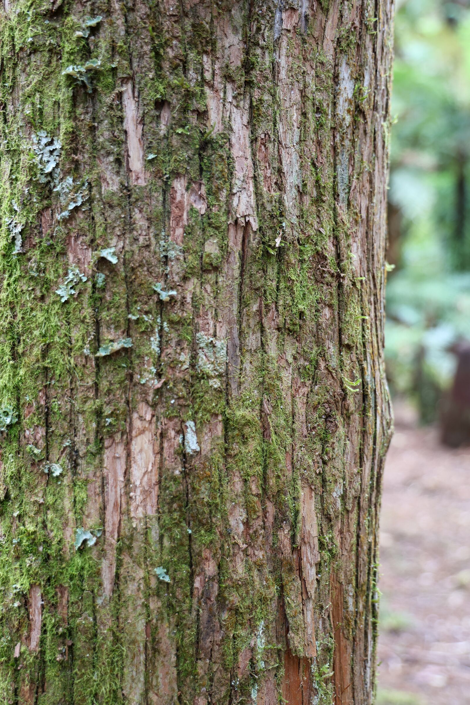 Moss and lichen on the bark of a rākau