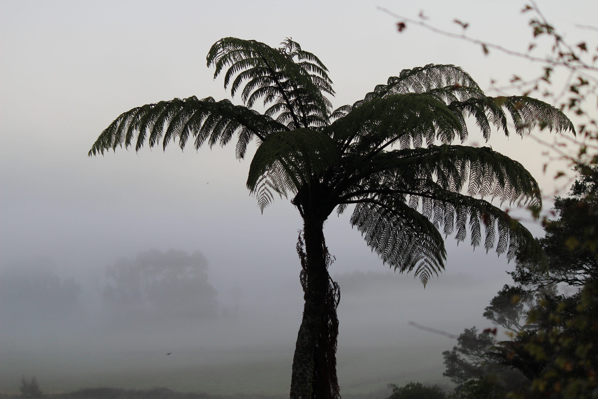 A ponga standing in mist at Oromairoa, Rūātoki