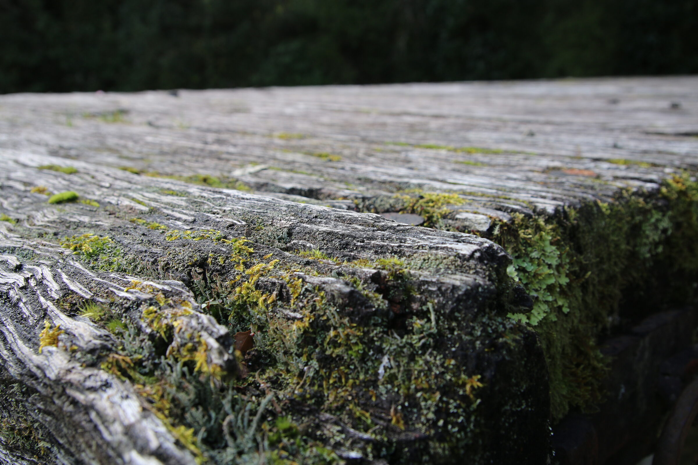 Grain and moss on an old timber platform
