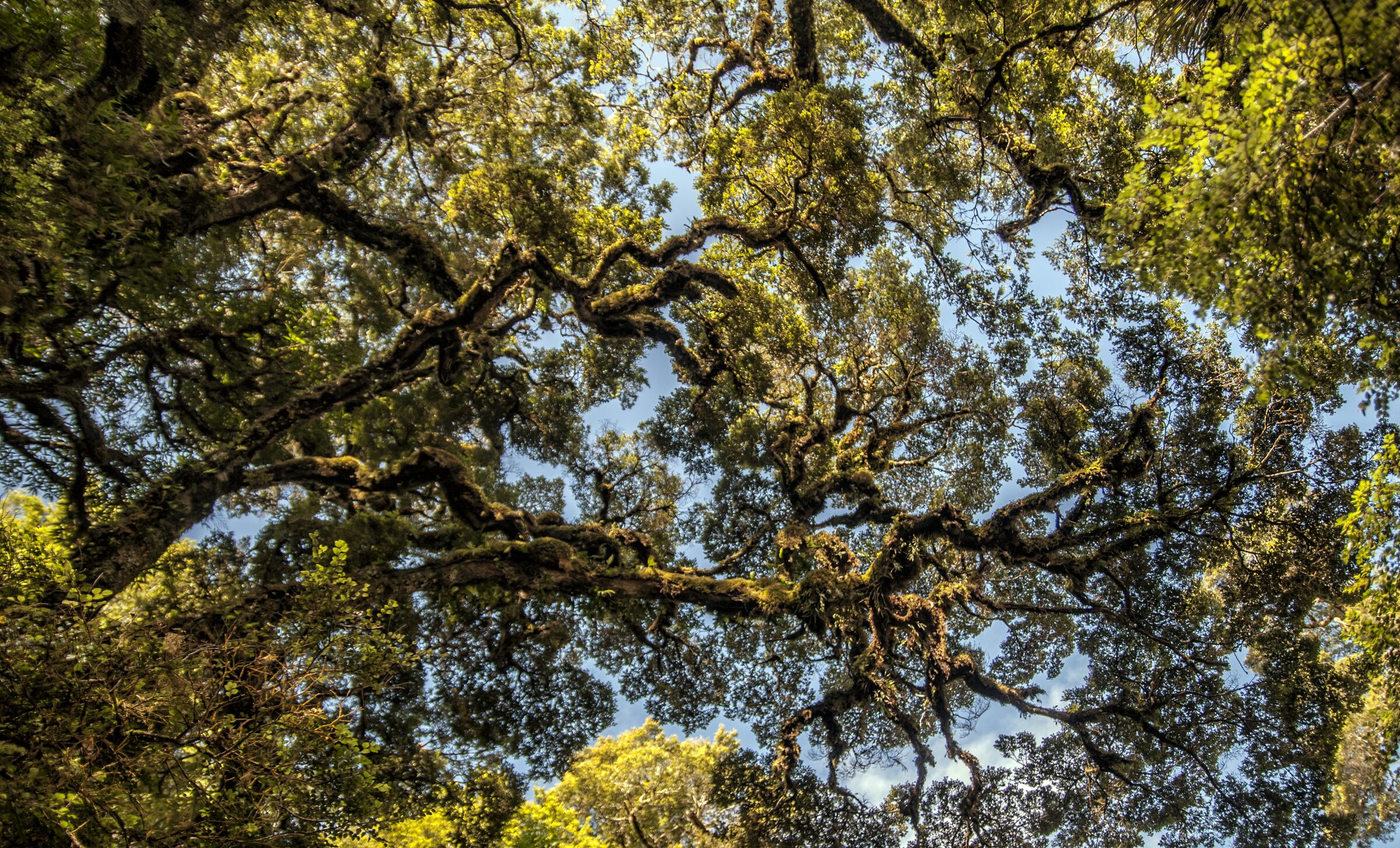 Looking up into the forest canopy of Te Urewera