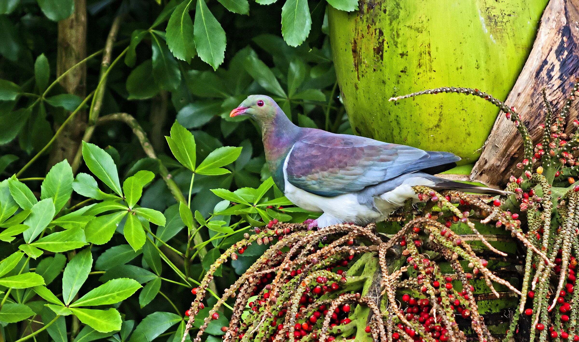 Kererū feeding on nīkau berries