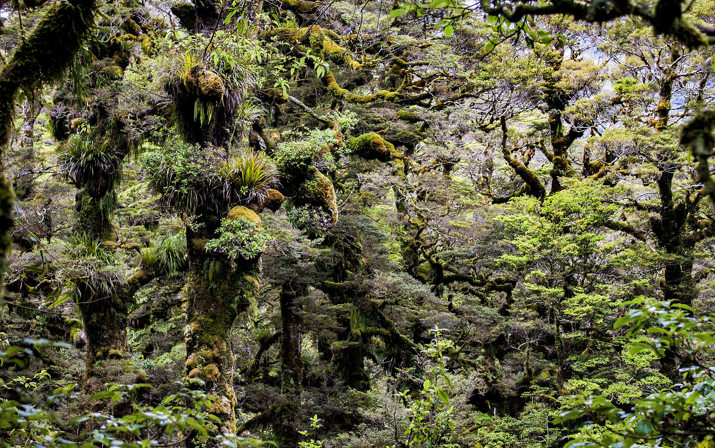 Moss-hung beech forest in Te Urewera