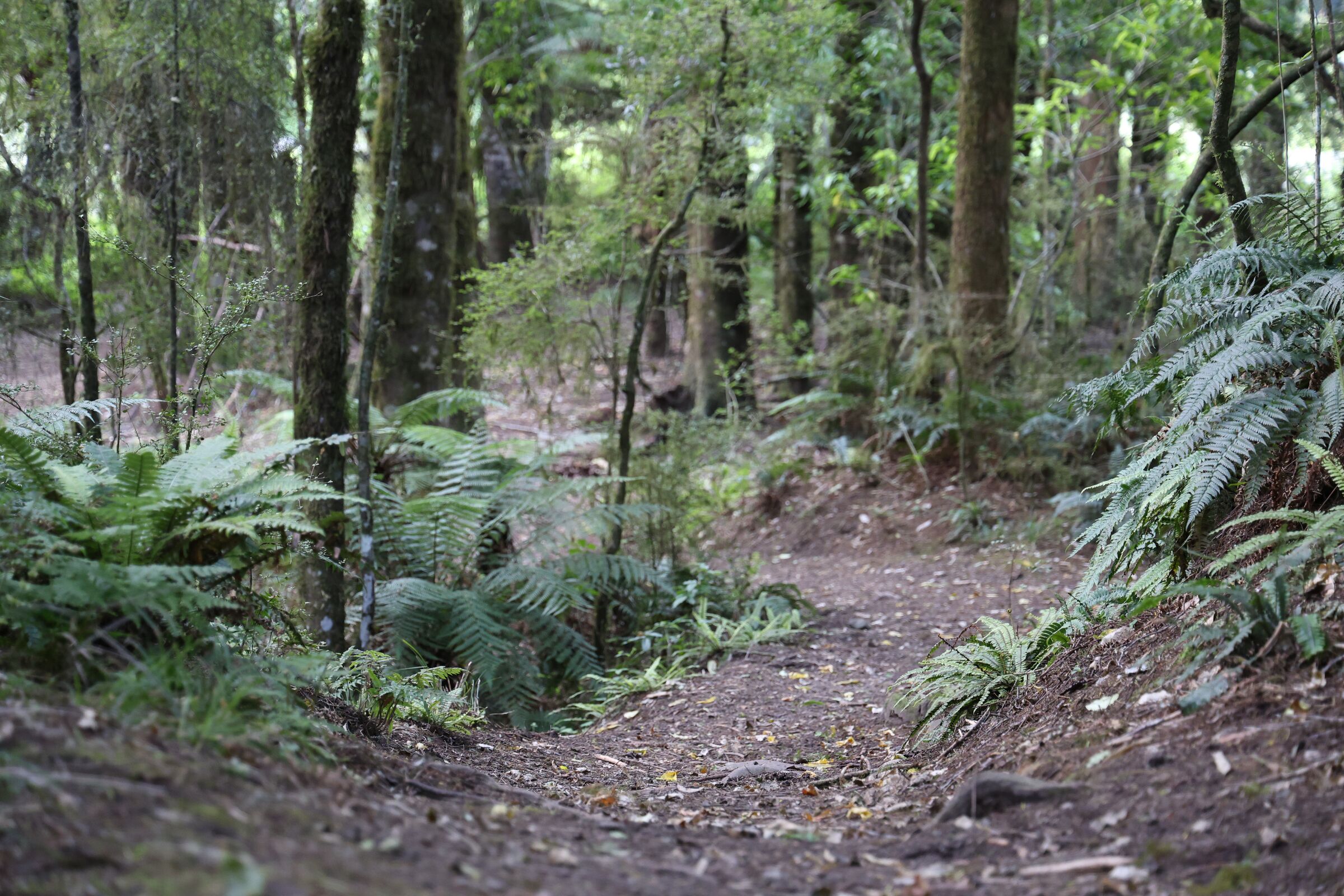 A track through the bush in the Waimana valley