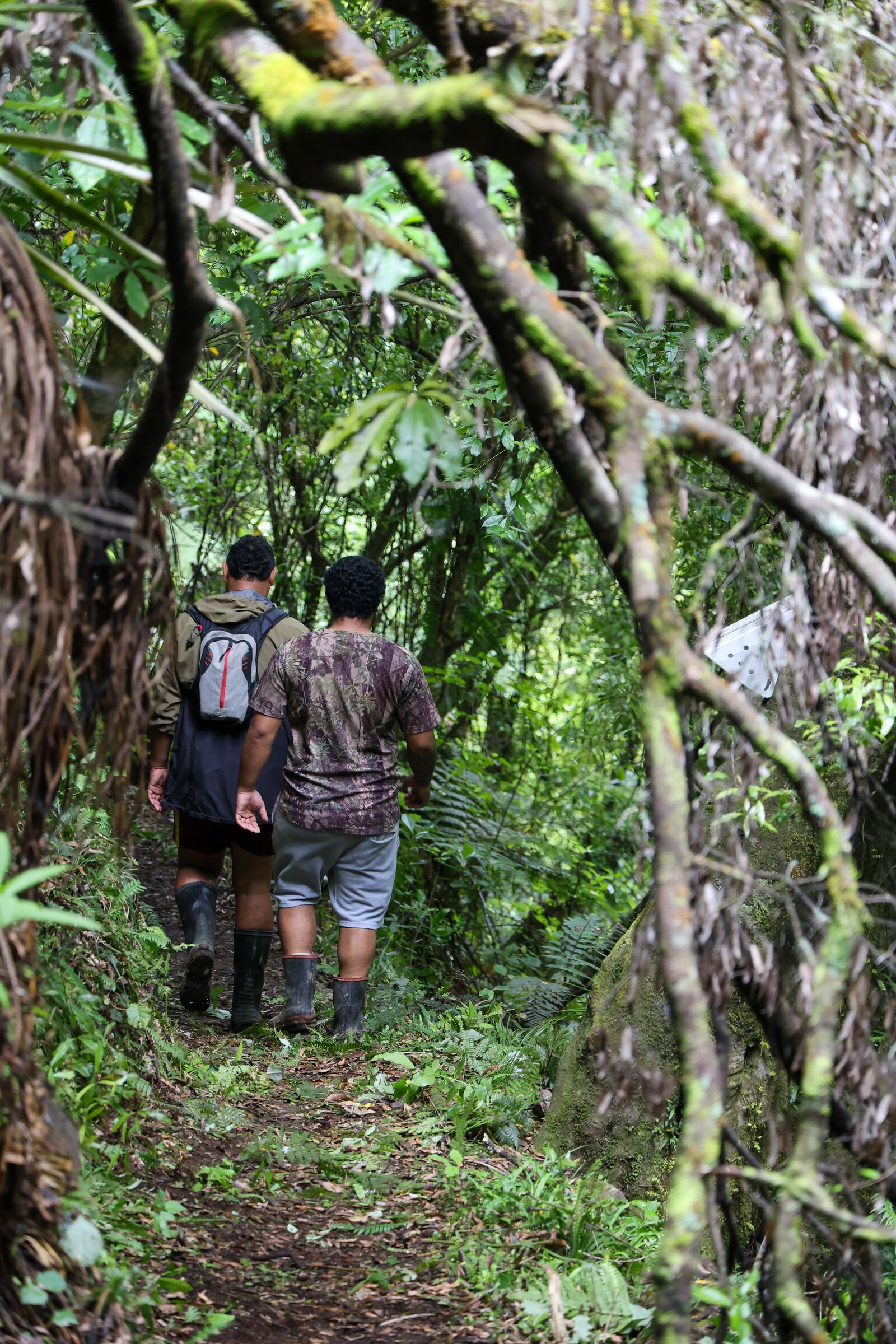 Te Urewera Kaitoro walking a track in the Waimana valley