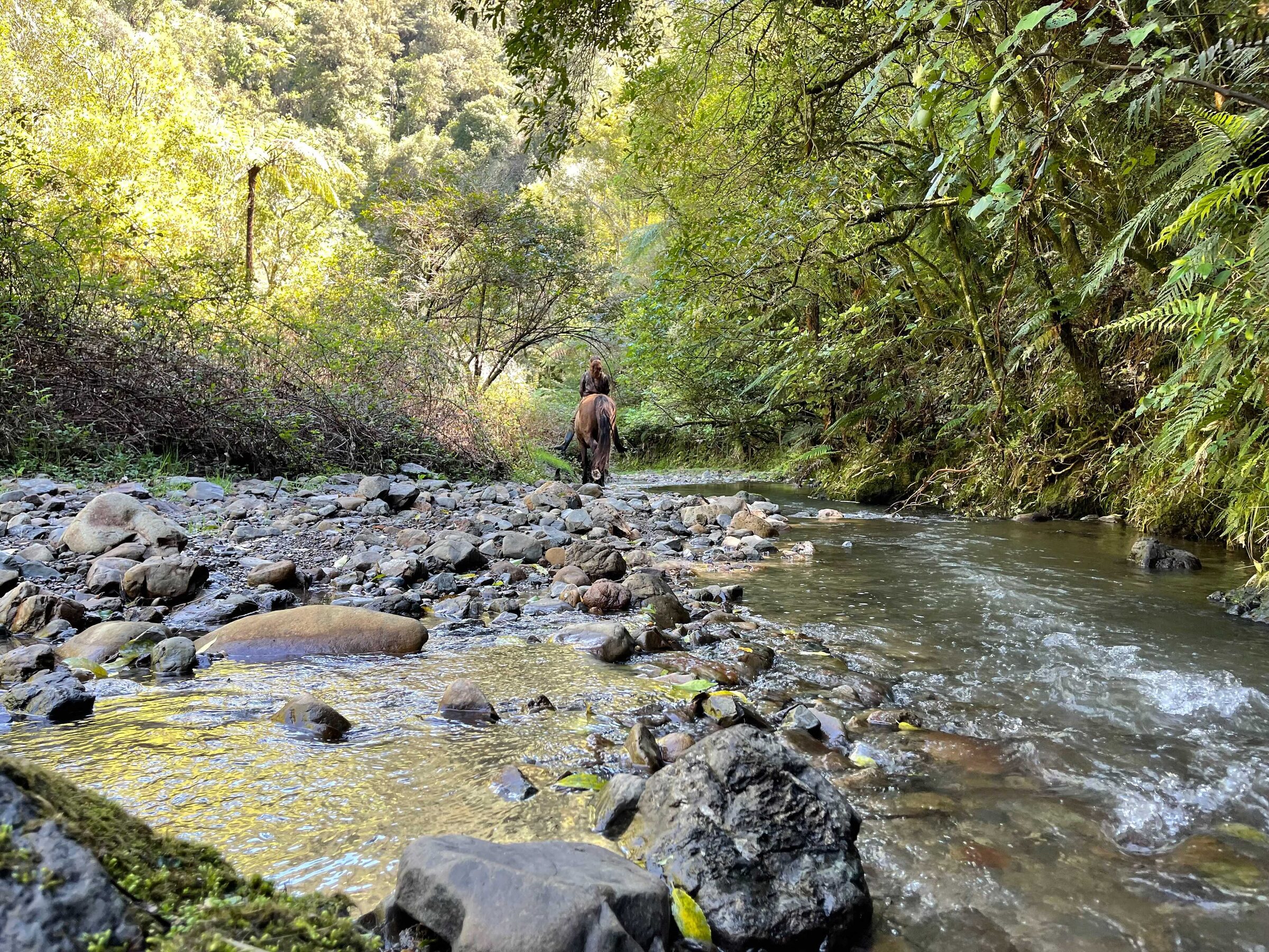 A person wading the Oromairoa stream at Rūātoki
